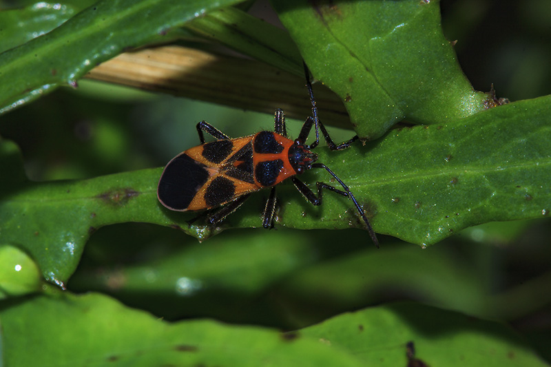 Lygaeidae - Tropidothorax sternalis